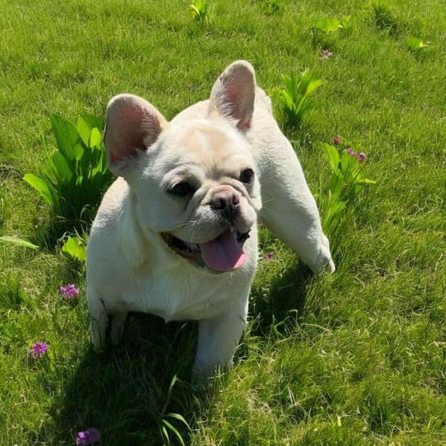 Huckleberry - French Bulldog Male