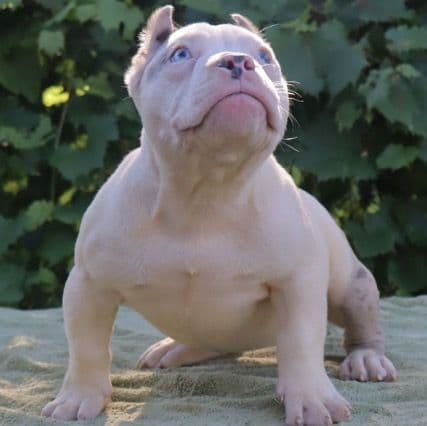 Princess - American Bully Female