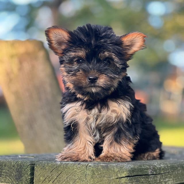 Nahla - Yorkshire Terrier Female