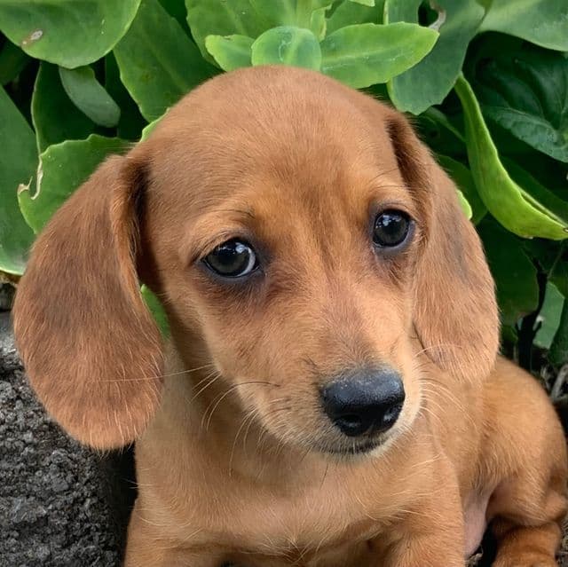 Baby Cosmo ~! - Dachshund Male