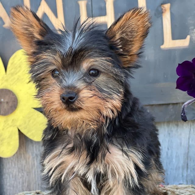 Beauty - Yorkshire Terrier Female