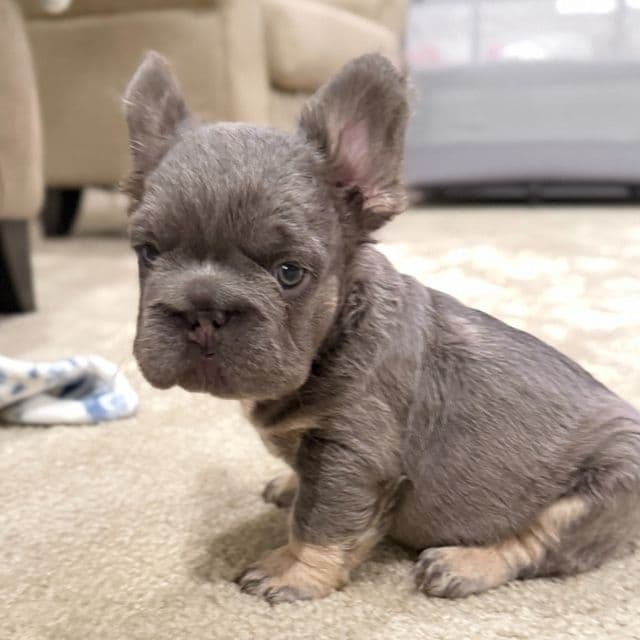 Grayon - French Bulldog Male