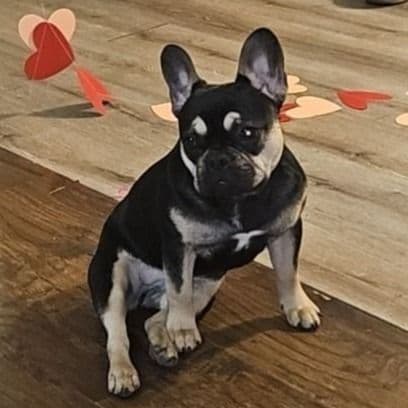 Louie - French Bulldog Female