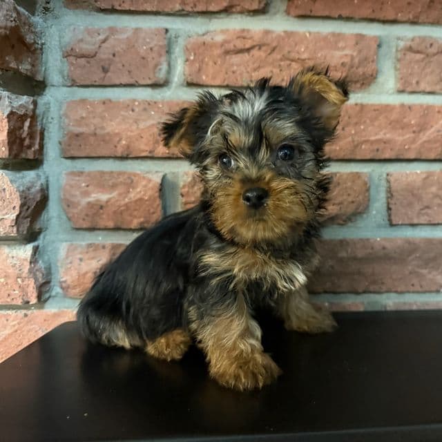 Theodore - Silky Terrier Male