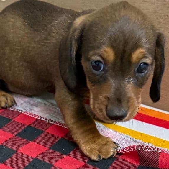 Sylvie - Dachshund Female