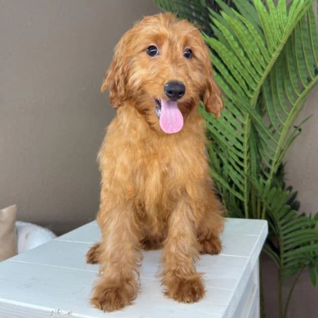 Max - Goldendoodle Male