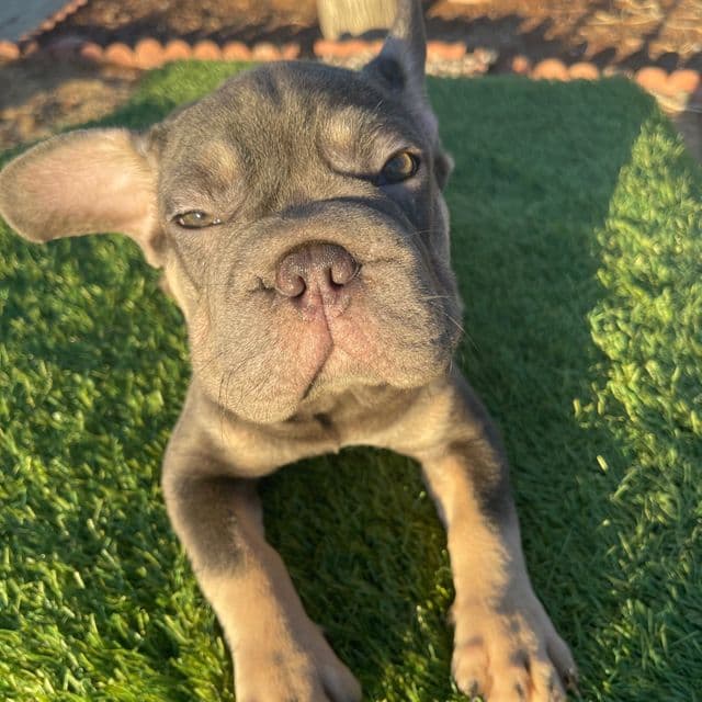 THANOS - French Bulldog Male