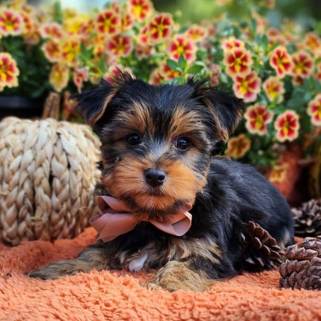 Tyler - Yorkshire Terrier Male