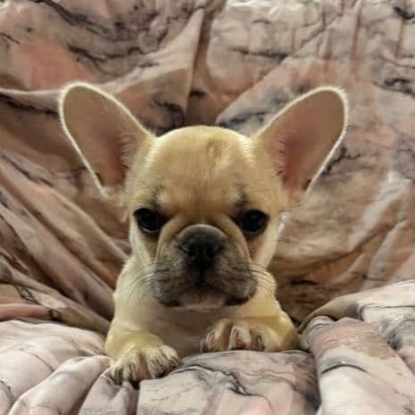 Sonny - French Bulldog Female