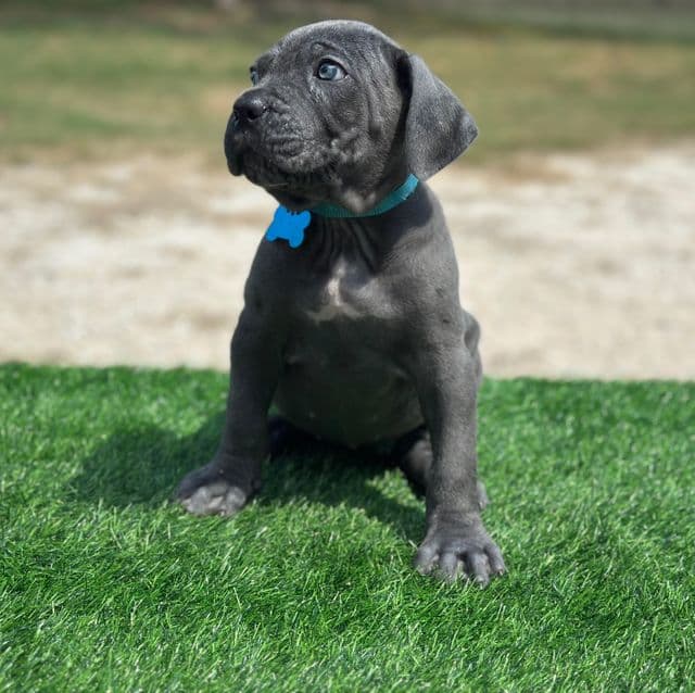 Light blue collar - Cane Corso Female