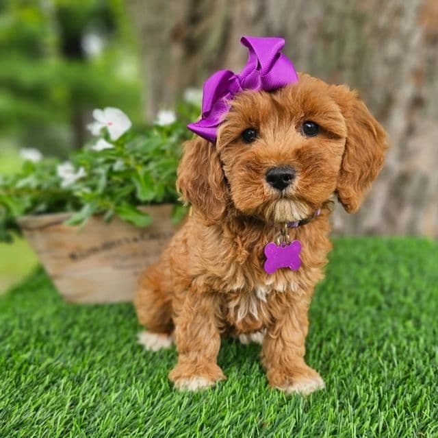 Sophie (mini) - Goldendoodle Female