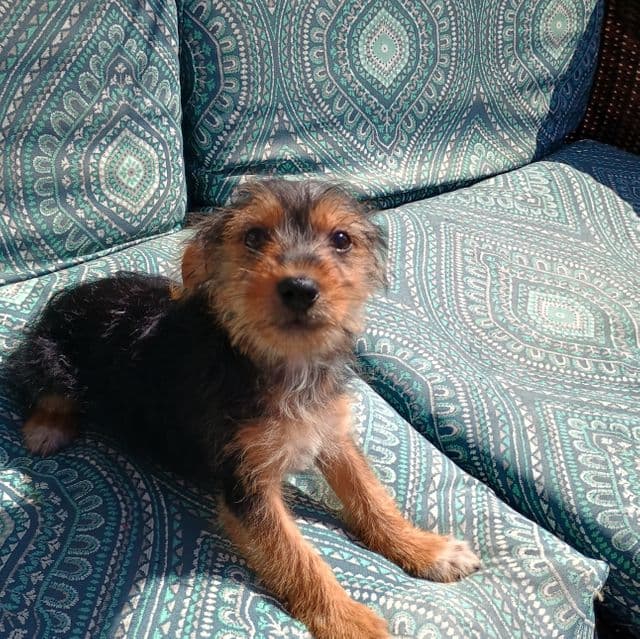 Yamm - Yorkshire Terrier Male