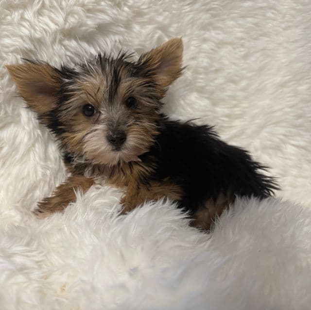 Zenny - Yorkshire Terrier Male