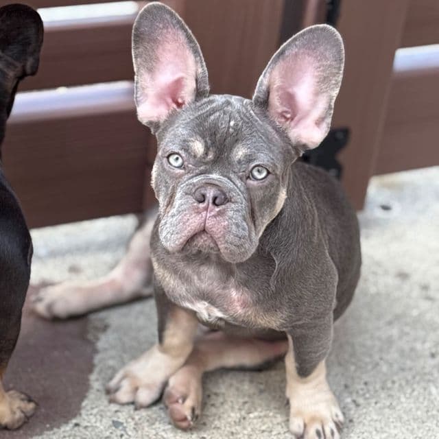 Brunson - French Bulldog Male