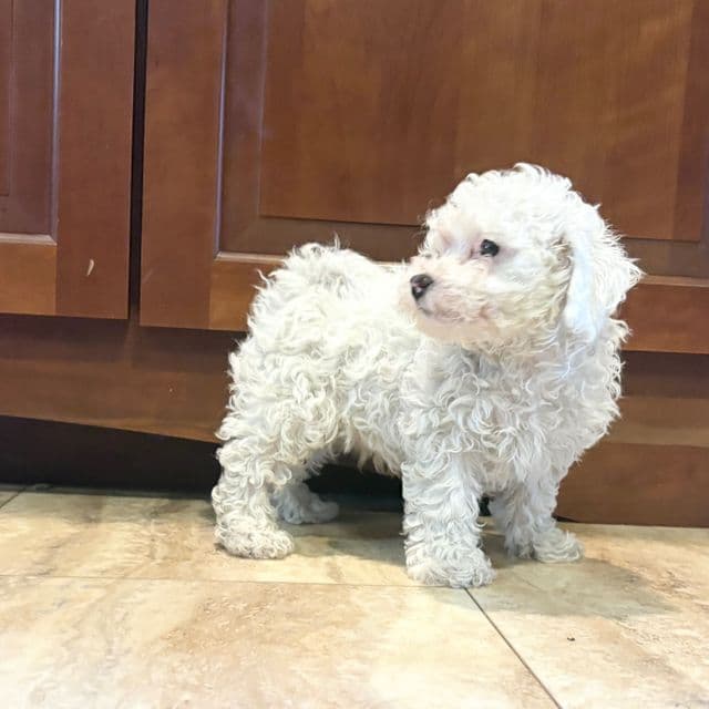 Benji - Bichon Frise Male