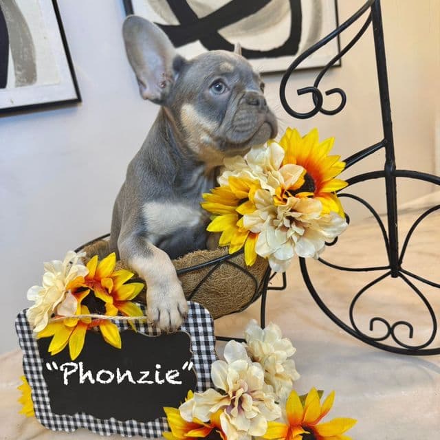 Alphonso “Fonzie” - French Bulldog Male
