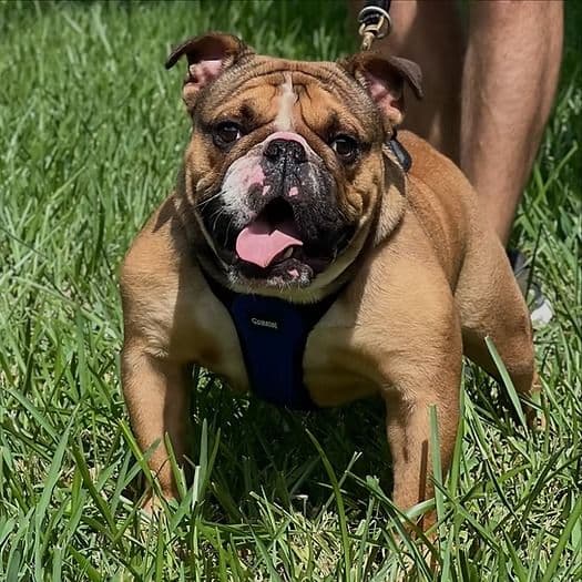 Grinchy - English Bulldog Male