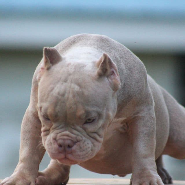 Spark plug - American Bully Male