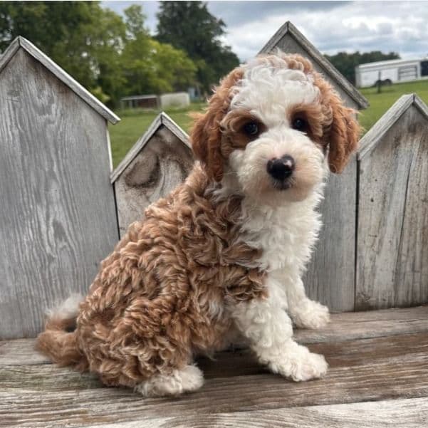 Austin - Goldendoodle Male