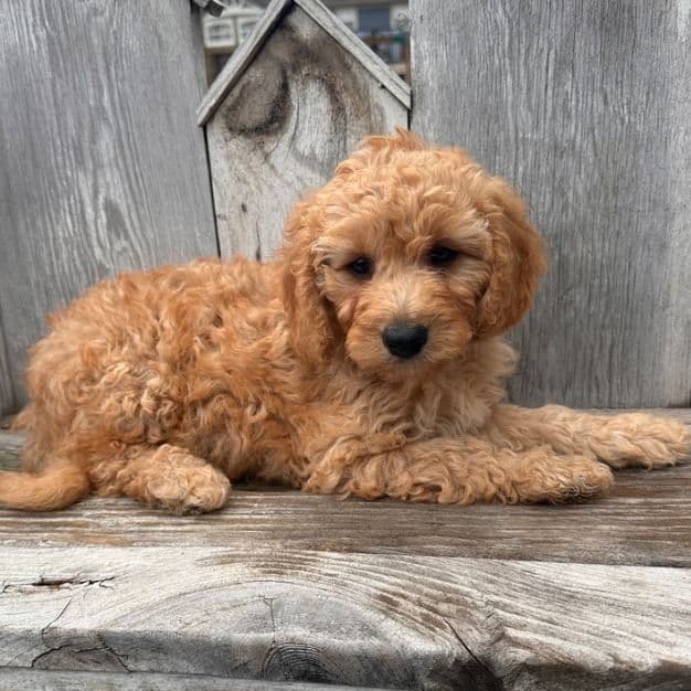 Alaska - Goldendoodle Female