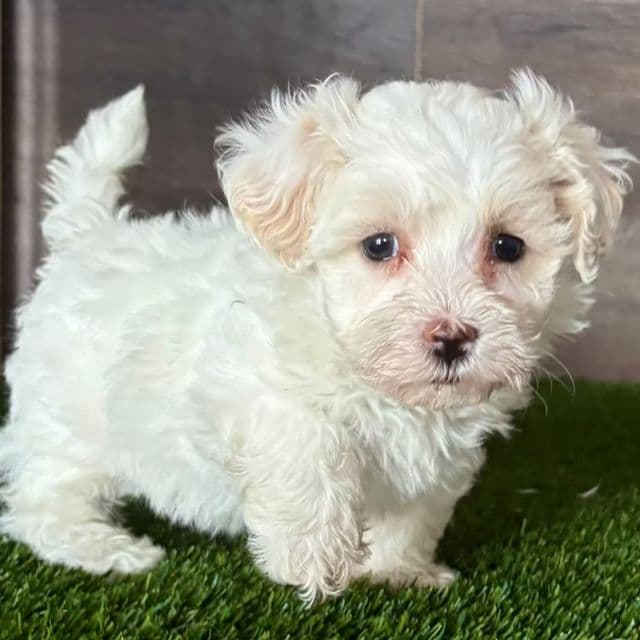 Maddie - Maltipoo Female