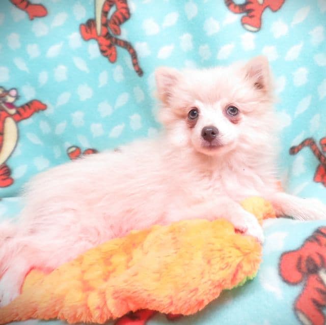 PRINCESS ELSA - Pomeranian Female