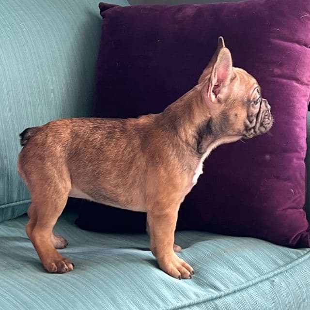 Peanut - French Bulldog Female