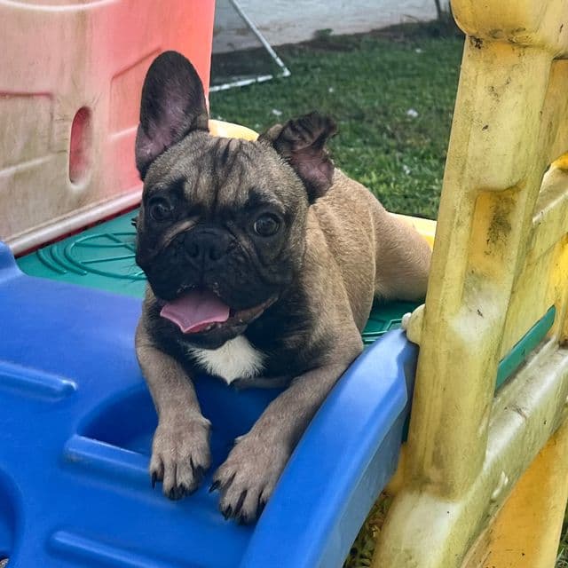 Toto - French Bulldog Male