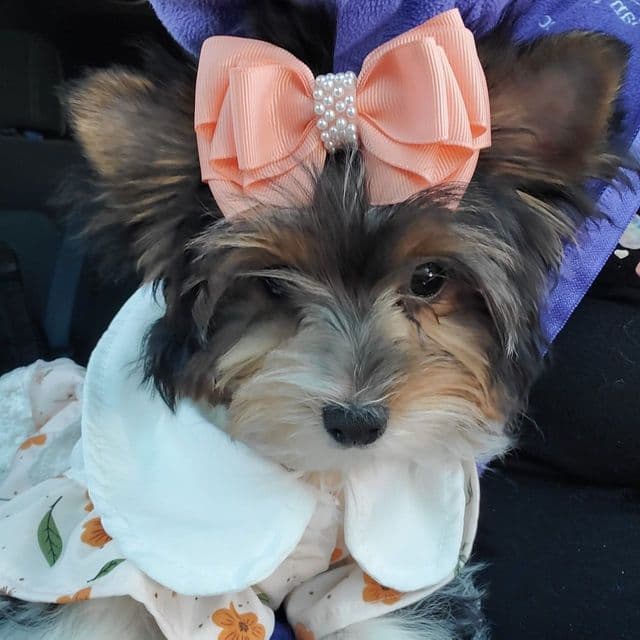 Liora - Yorkshire Terrier Female