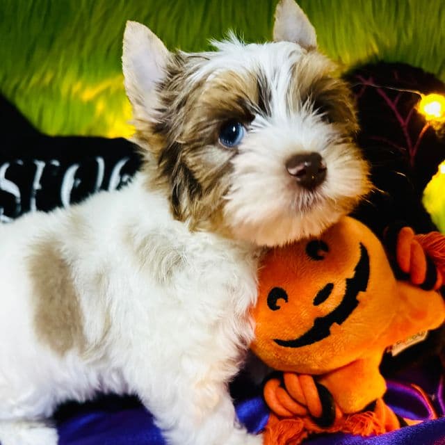 Chocoberry - chocolate Merle parti boy - Yorkshire Terrier Male