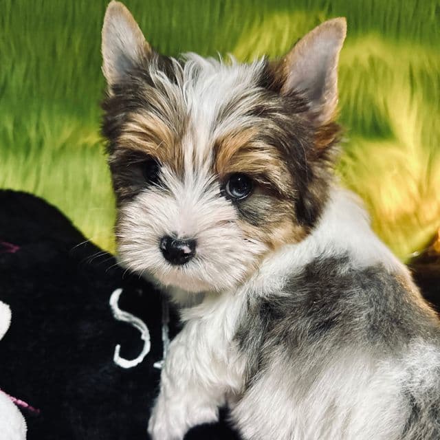 Sold GROOT: Blueberry - blue Merle parti boy - Yorkshire Terrier Male