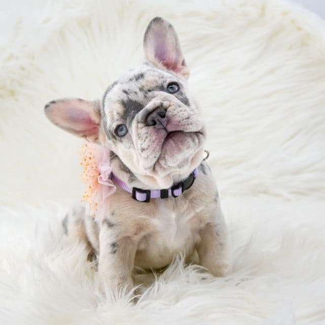 Lilac tan Merle - French Bulldog Female