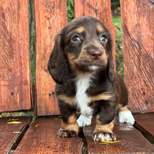 Stella - Dachshund Female