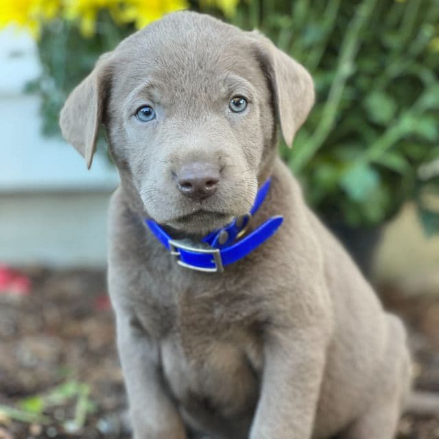 Skye - Labrador Retriever Male