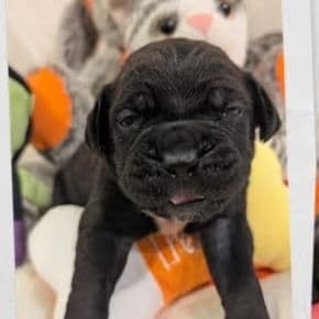puppy - Cane Corso Male