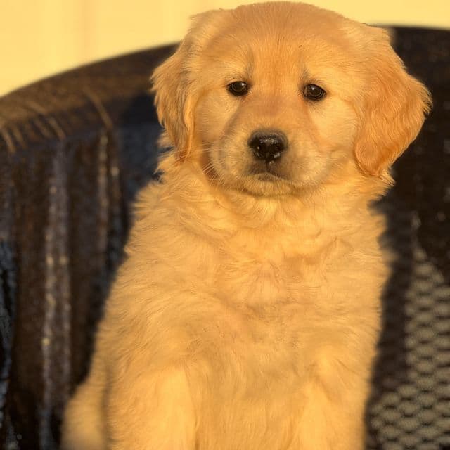 Sasha - Golden Retriever Female