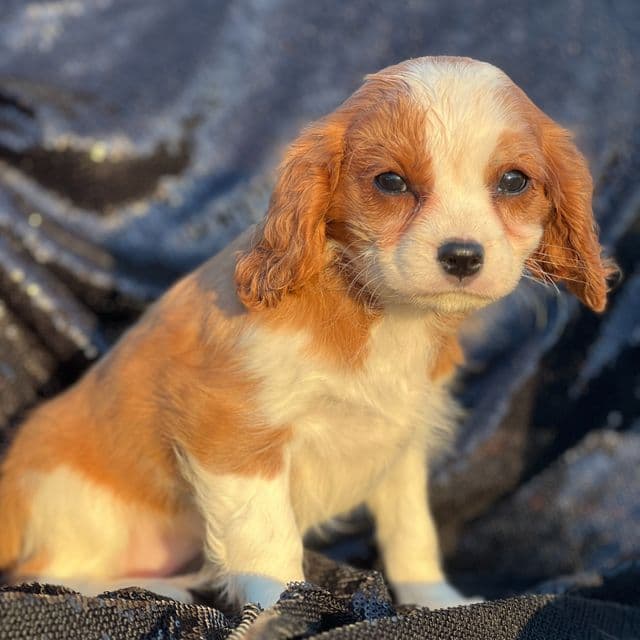 Ruby - Cavalier King Charles Spaniel Female