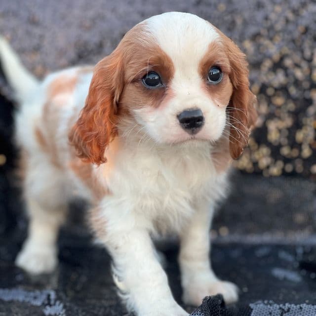 Reid - Cavalier King Charles Spaniel Male