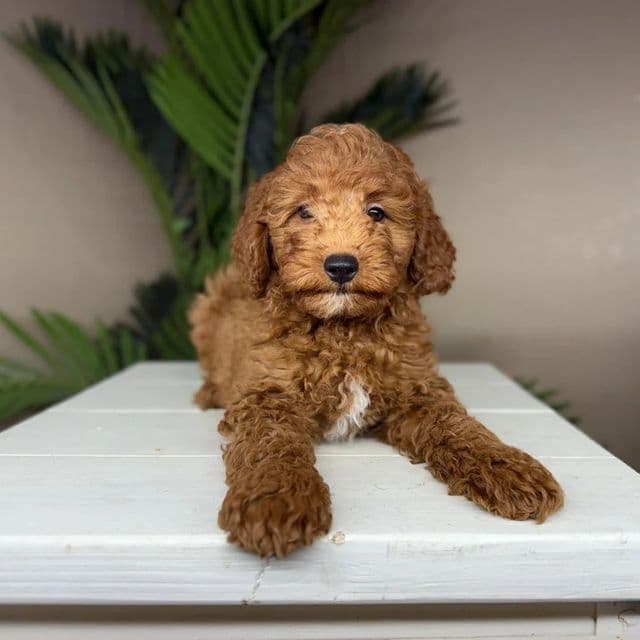 Augusta - Goldendoodle Female