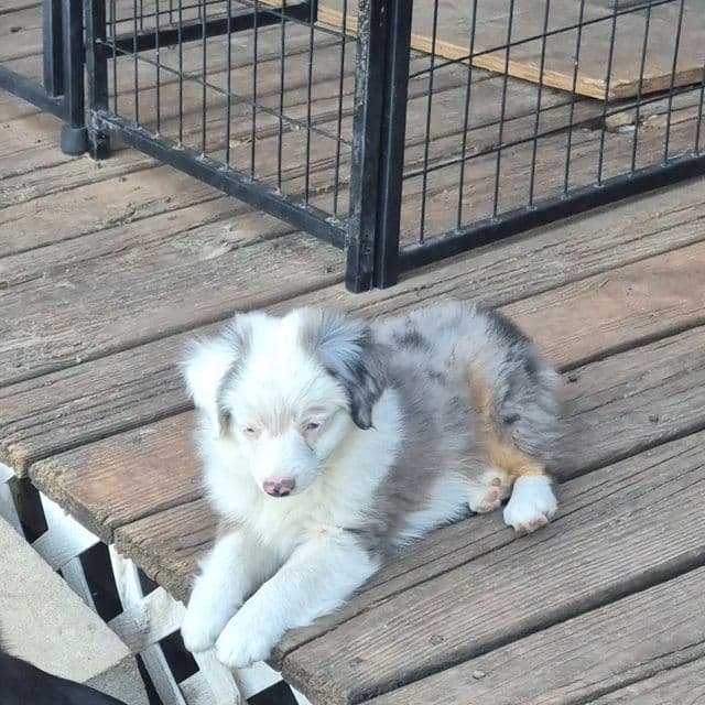 Massituchets. ( toy) - Australian Shepherd Male