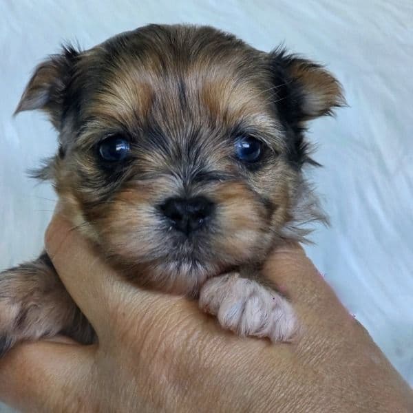 Stella blue eyes - Yorkshire Terrier Female