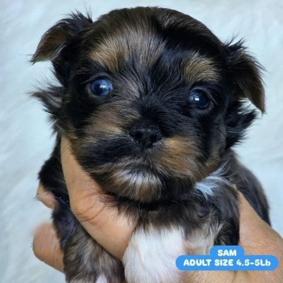 Sam - Yorkshire Terrier Male