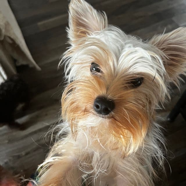 Solomon - Yorkshire Terrier Male