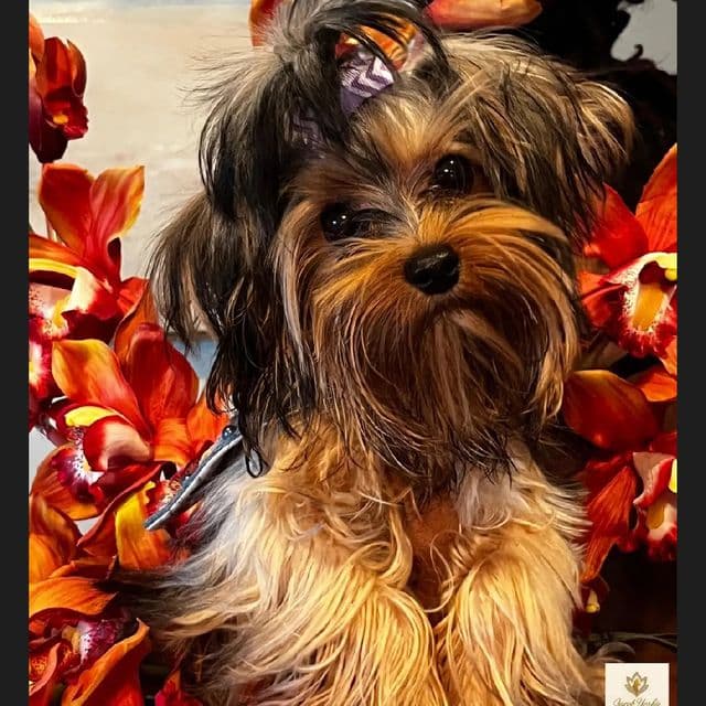 Sheba - Yorkshire Terrier Female