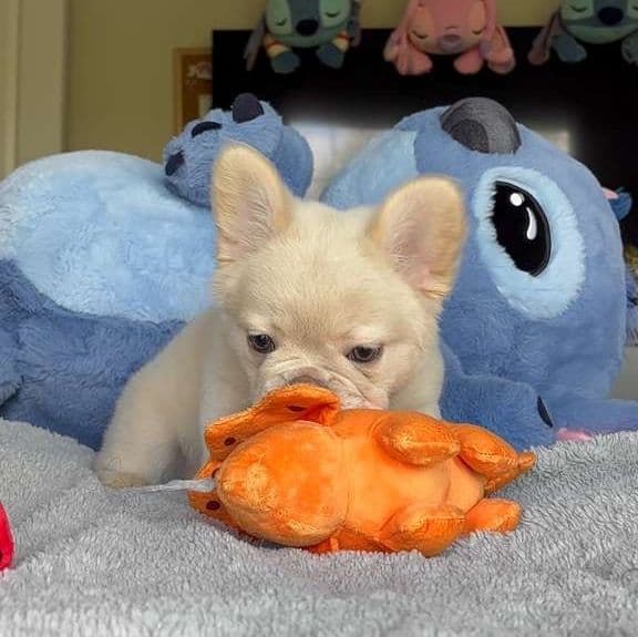 Frost - French Bulldog Male