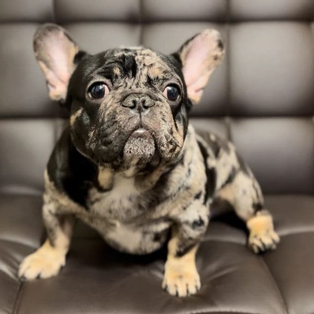 Rex - French Bulldog Male