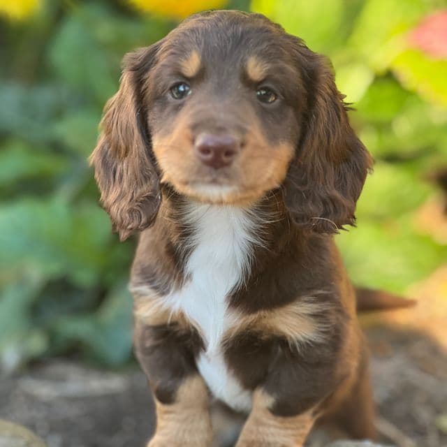 Francesca - Dachshund Female