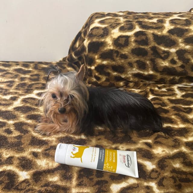 Micro thor 3.2 lb 9 months - Yorkshire Terrier Male