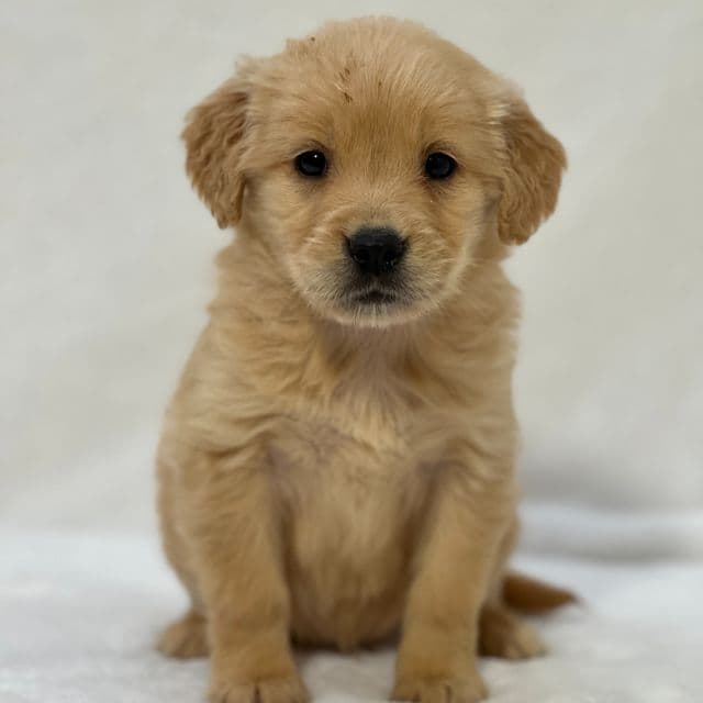 Bailey - Golden Retriever Female