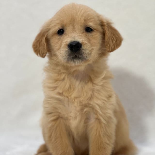 Beatrice - Golden Retriever Female